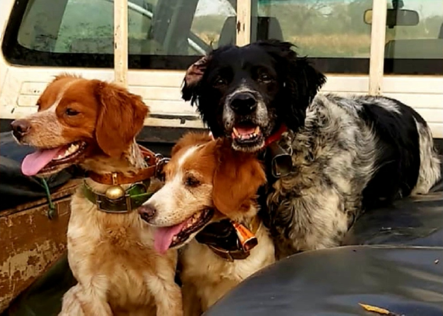 Campement de chasse Guénoto et ses chiens d'arrêt